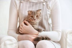 Липидоз печени: как лечить и как предотвратить?