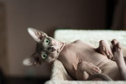 50 интересных фактов о кошках