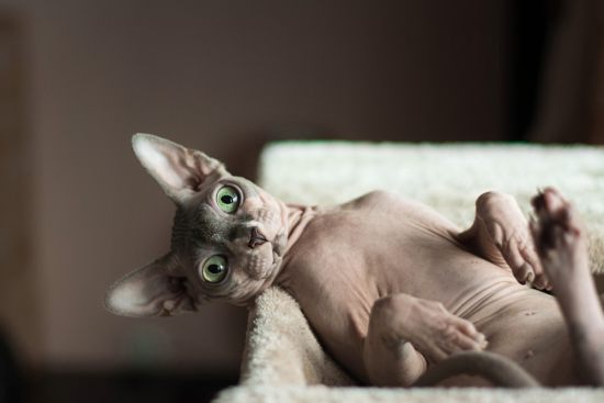 50 интересных фактов о кошках