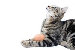 Крипторхизм кошек: причины, советы по уходу, кастрация