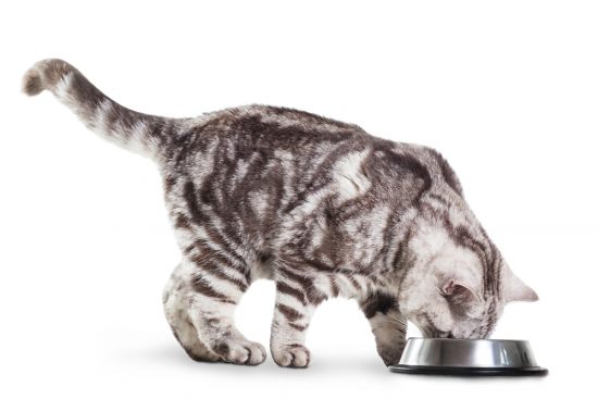 Питание кошек: общие понятия