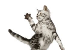 Как отучить котенка кусаться и царапаться — 10 советов