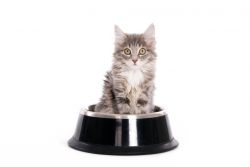 Чем кормить месячного котенка