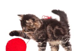 Как сделать игрушки для котенка