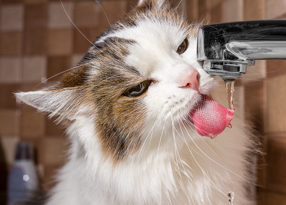 Солнечный и тепловой удары у кошек – как оказать животному помощь