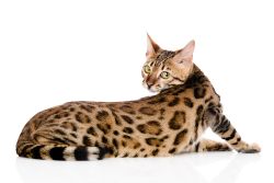 Бенгальская кошка: фото