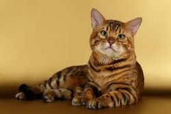 Маленькие леопарды — бенгальские кошки