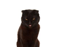 Как удалить запах кошачьей мочи – проверенные способы