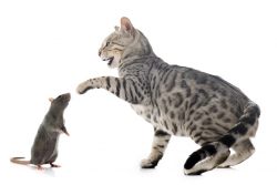 Кошки-крысоловы: что о них нужно знать?