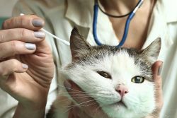 Как чистить уши кошке — пошаговая инструкция