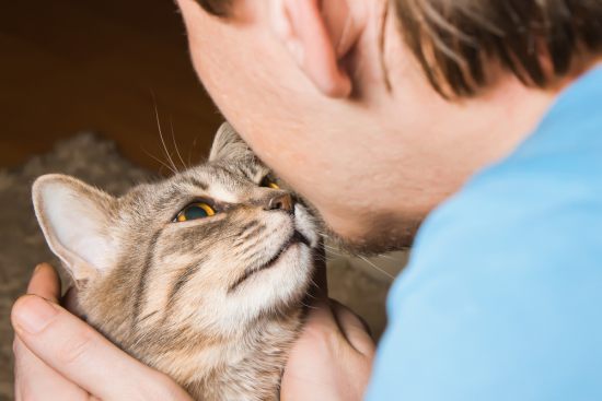 Какая порода кошек самая ласковая