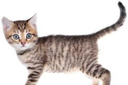 Как вывести глистов у котенка