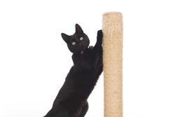 Когтеточка для кошки: как её выбрать или сделать самостоятельно