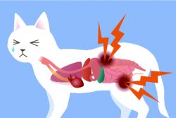 Мочекаменная болезнь у кошек: лечение