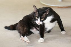 Сколько длится беременность у кошек