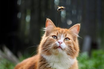 Кошку укусила оса/пчела - что делать?