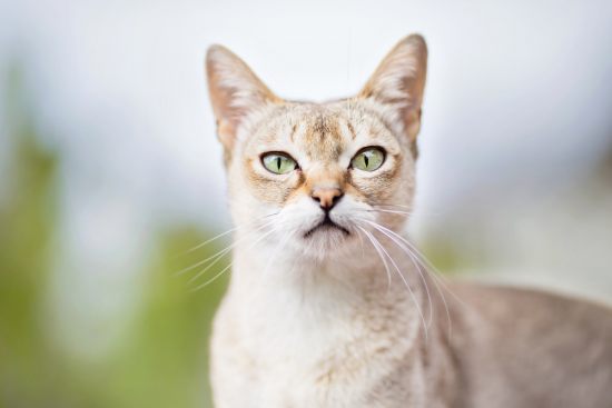 Удивительные и необычные кошки