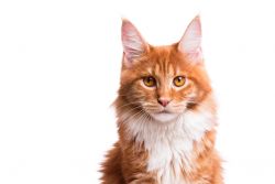 Мейн-кун: фото