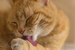 Почему кошки умываются?