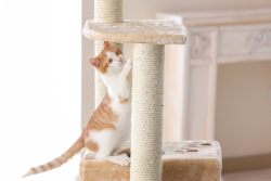 Как приучить котенка к когтеточке