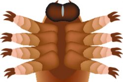 Подкожный клещ у кошек