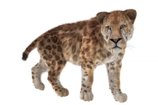 Криптозоология: Мексиканская гривастая кошка