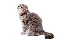 Шотландский вислоухий кот: фото