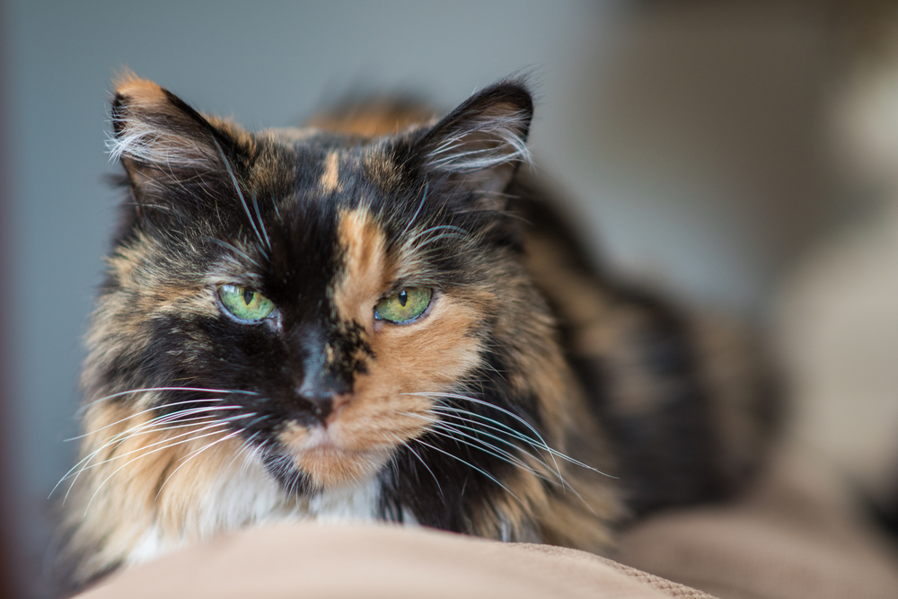 Обзор сухого корма Gina Wildy