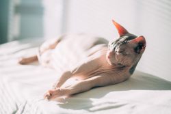 Солнечный и тепловой удары у кошек – как оказать животному помощь