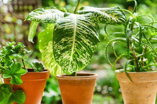 Комнатные растения, ядовитые для кошек