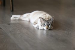 Глисты у кошек: лечение