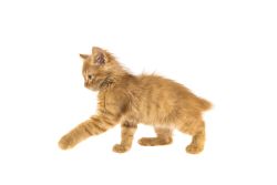 Без хвоста. Курильский бобтейл