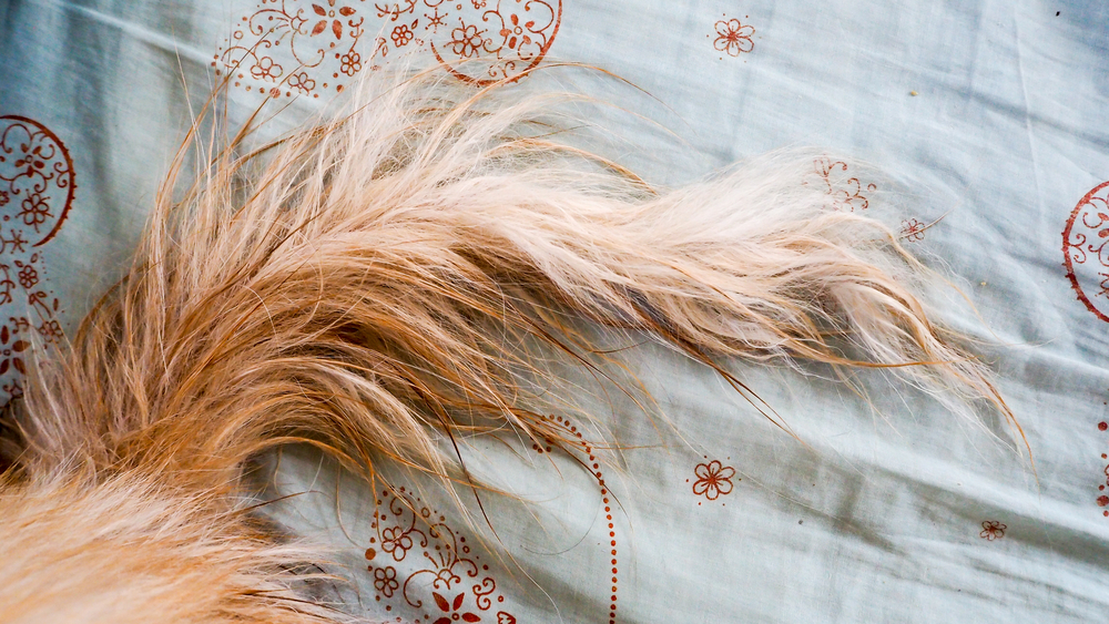 Гиперплазия сальных желез или «сальный хвост»: причины, лечение, профилактика