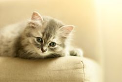 Котенок первый день дома — советы и рекомендации