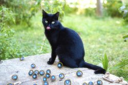 Токсоплазмоз у кошек: симптомы и лечение