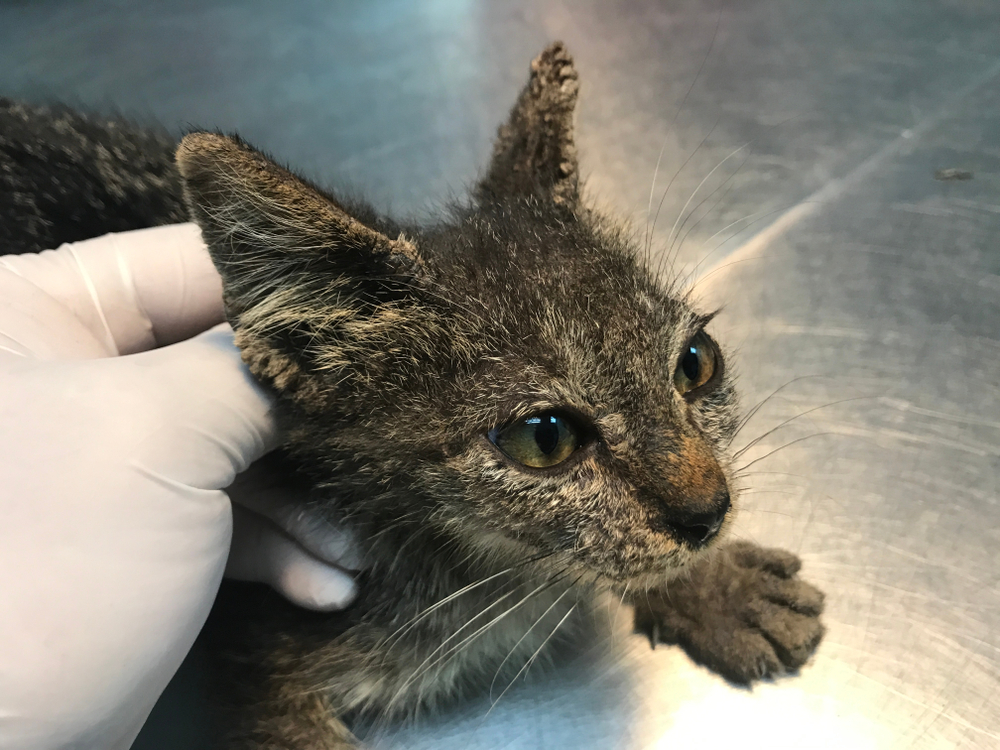 Саркоптоз и нотоэдроз у кошек: причины, лечение, профилактика