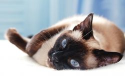 Сиамские кошки: фото