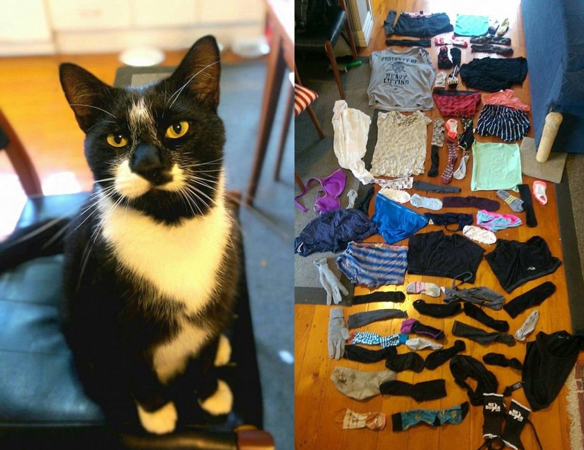 КотоДайджест на февраль - все самое интересное