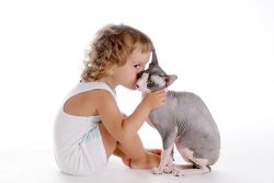 Как ухаживать за сфинксами котятами и взрослыми кошками?