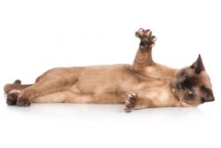 Удаление когтей у кошек: за и против