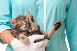 Эпилепсия у кошек: причины, симптомы и лечение
