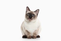 Тайская кошка: характер, особенности кормления и ухода