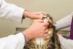 Рекомендации по уходу за зубами кошки