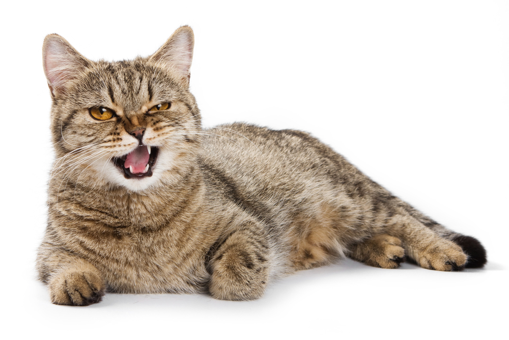 Обзор сухого корма Safari