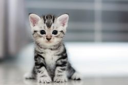 Развитие котят по неделям