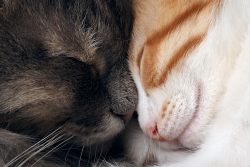 Вязка кошки первый раз: для тех, кто не в теме