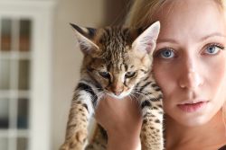 Кот ашера — удивительная порода или гениальная афера?