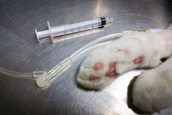 Рак у кошек: симптомы и лечение