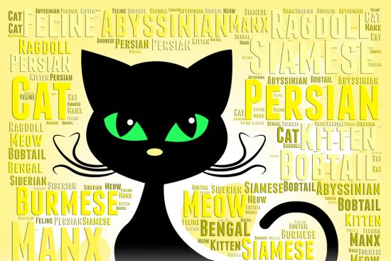 Как котенка приучить к имени?