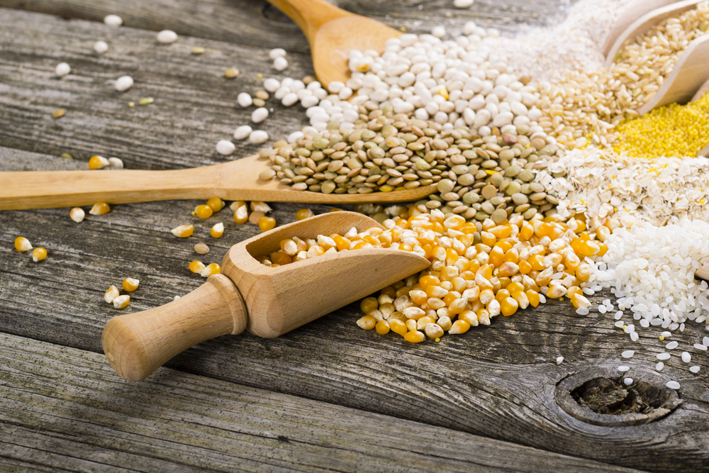 Обзор сухого корма Gina Elite Super Premium Nutrition